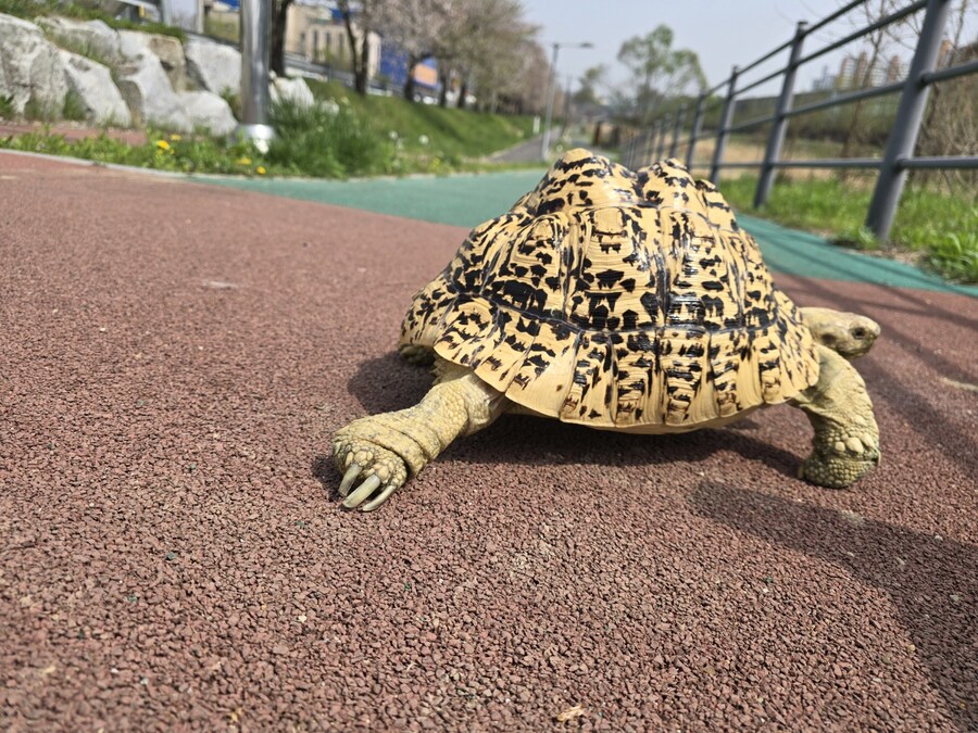 (스압주의)레오파드 육지거북이 골드 대리고 산책 나왔습니다._41.jpg