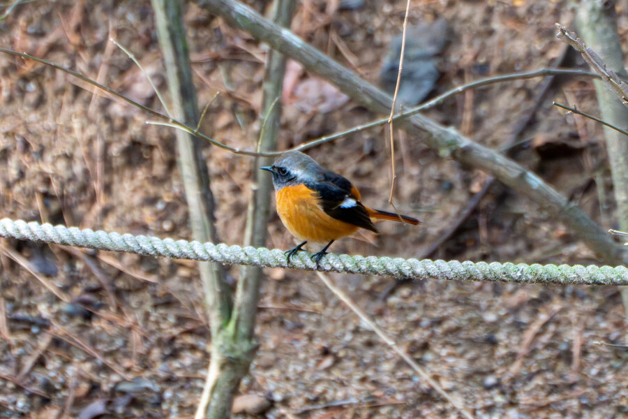 3월달, 선정릉과 탄천 탐조_4.jpg