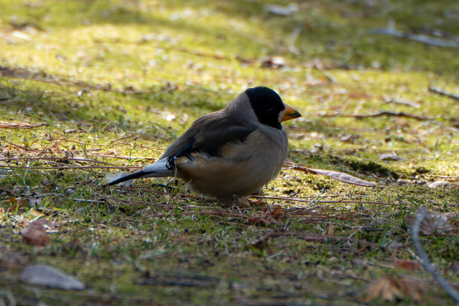3월달, 선정릉과 탄천 탐조_18.jpg