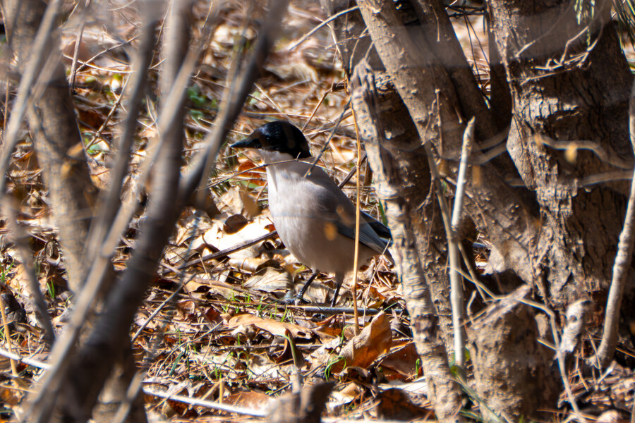 3월달, 선정릉과 탄천 탐조_19.jpg