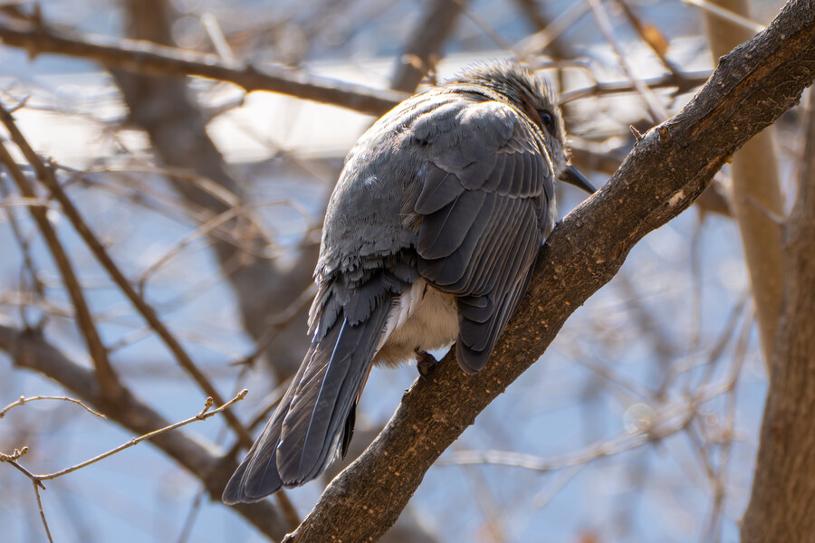 3월달, 선정릉과 탄천 탐조_20.jpg