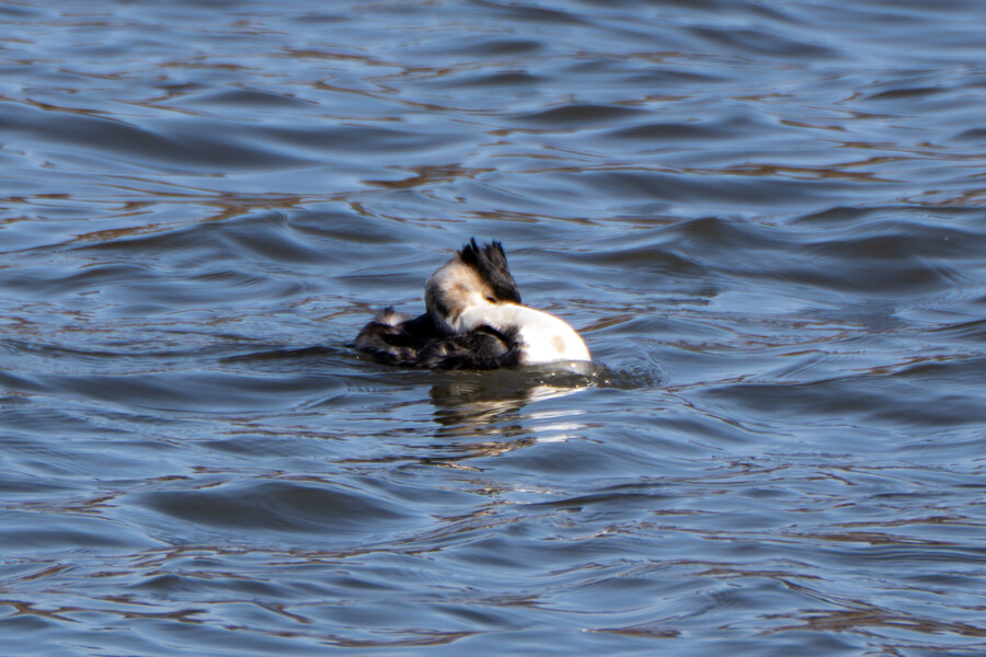 3월달, 선정릉과 탄천 탐조_23.jpg