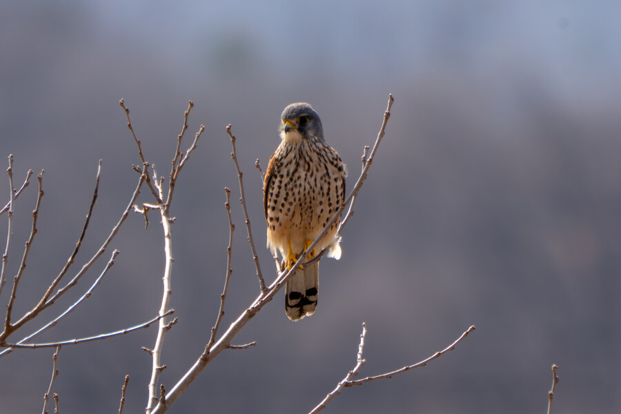 3월달, 선정릉과 탄천 탐조_27.jpg