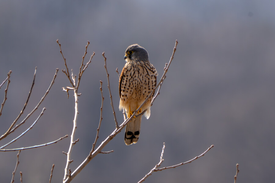 3월달, 선정릉과 탄천 탐조_28.jpg