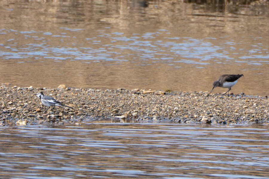 3월달, 선정릉과 탄천 탐조_30.jpg