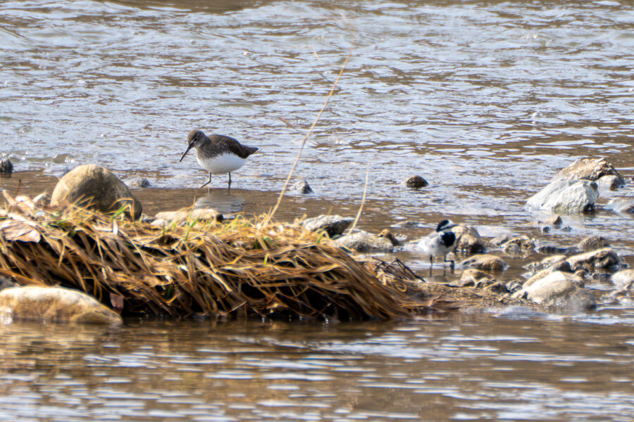 3월달, 선정릉과 탄천 탐조_31.jpg