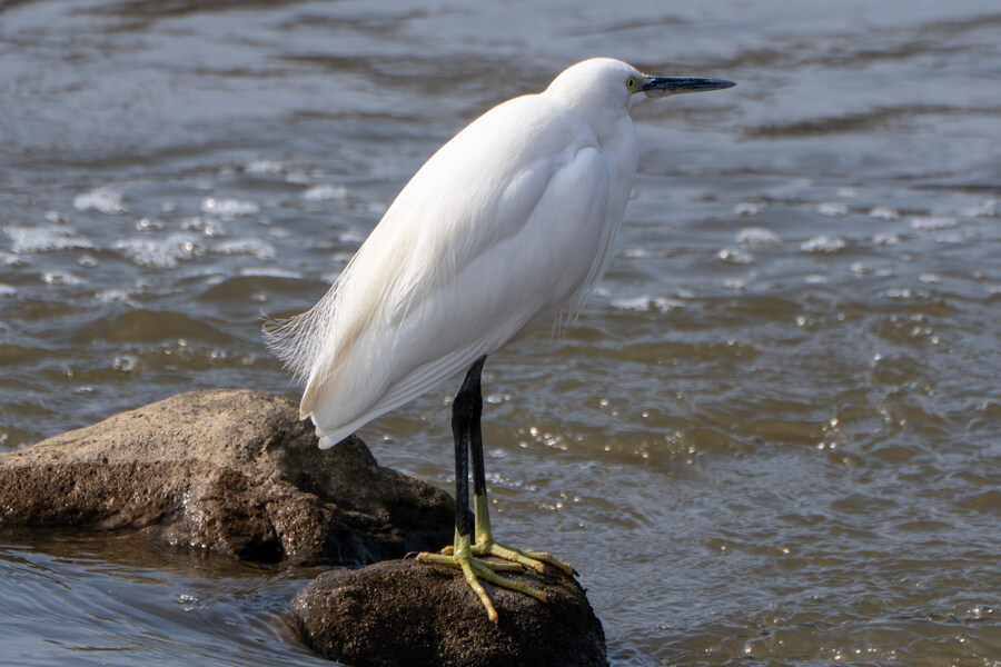 3월달, 선정릉과 탄천 탐조_41.jpg