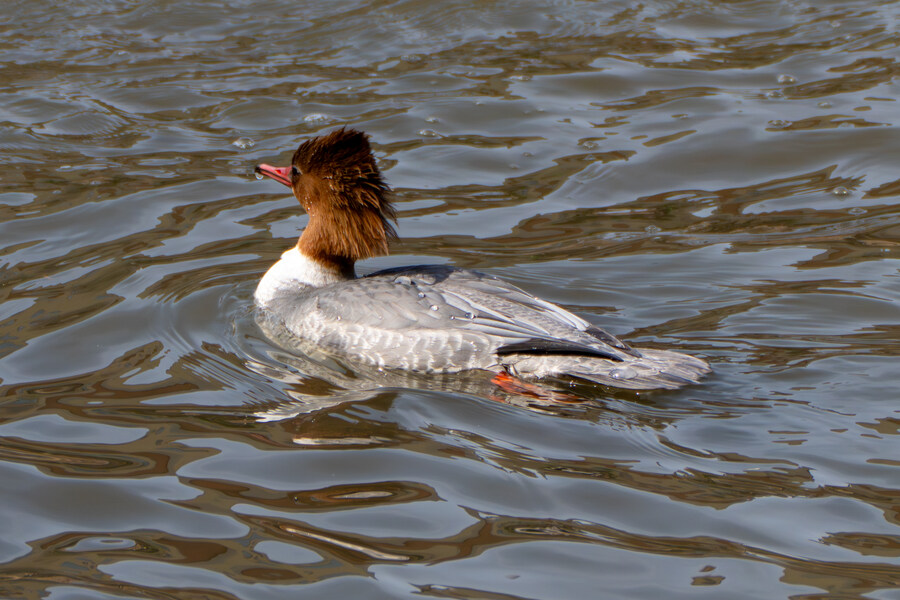 3월달, 선정릉과 탄천 탐조_43.jpg