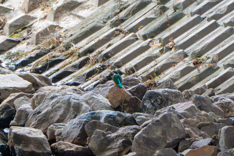 3월달, 선정릉과 탄천 탐조_52.jpg