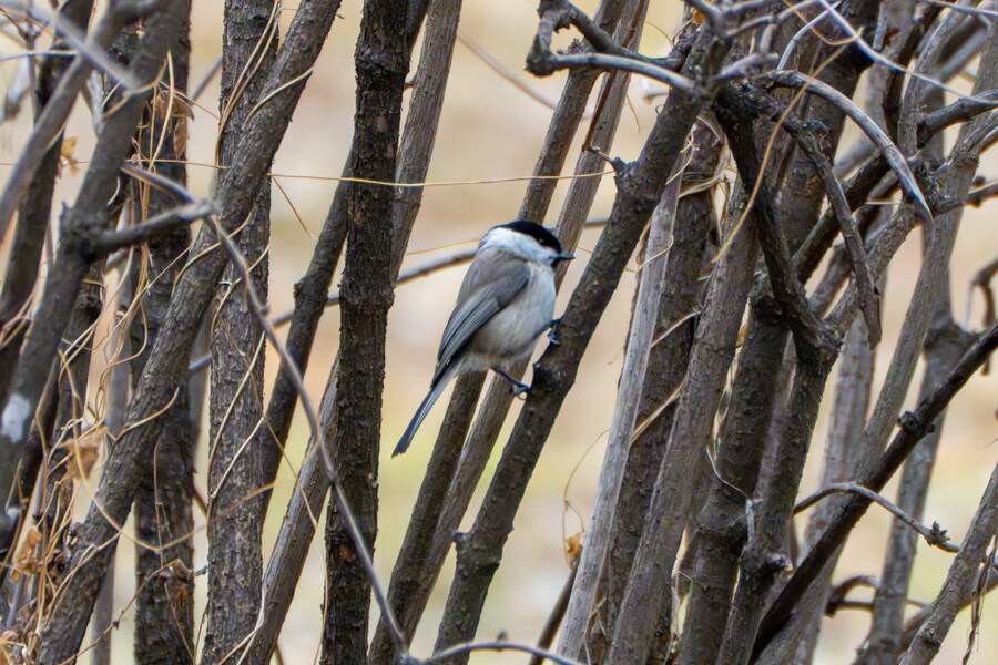 3월달, 선정릉과 탄천 탐조_53.jpg