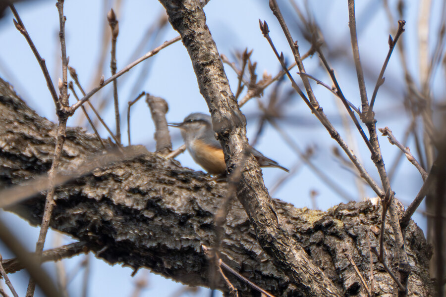 3월, 동구릉 탐조_2.jpg