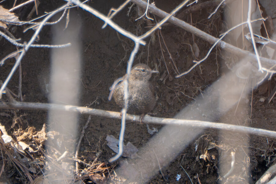 3월, 동구릉 탐조_9.jpg