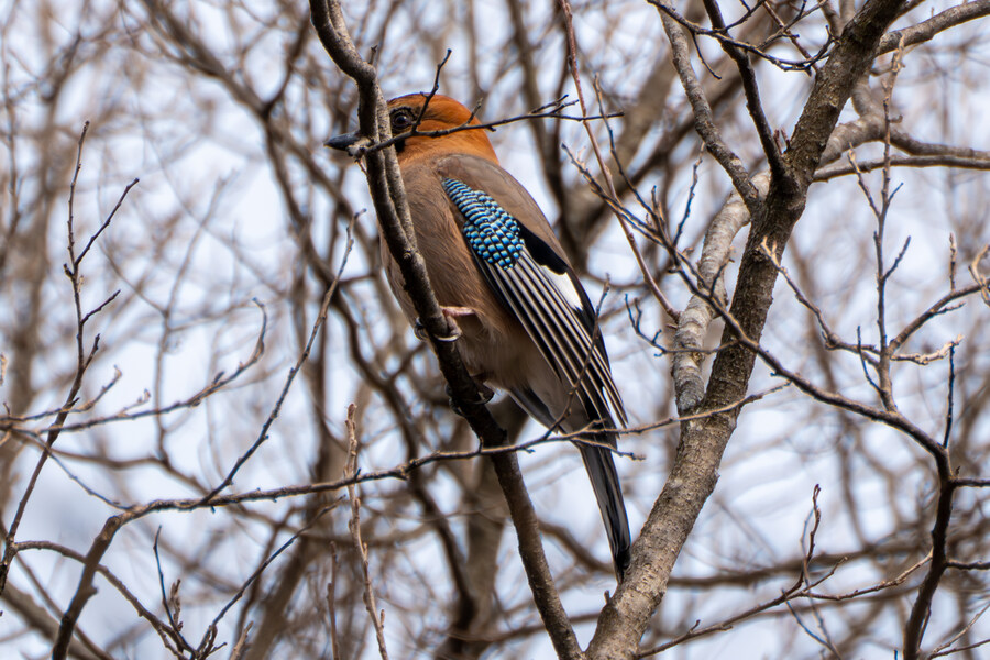3월, 동구릉 탐조_20.jpg