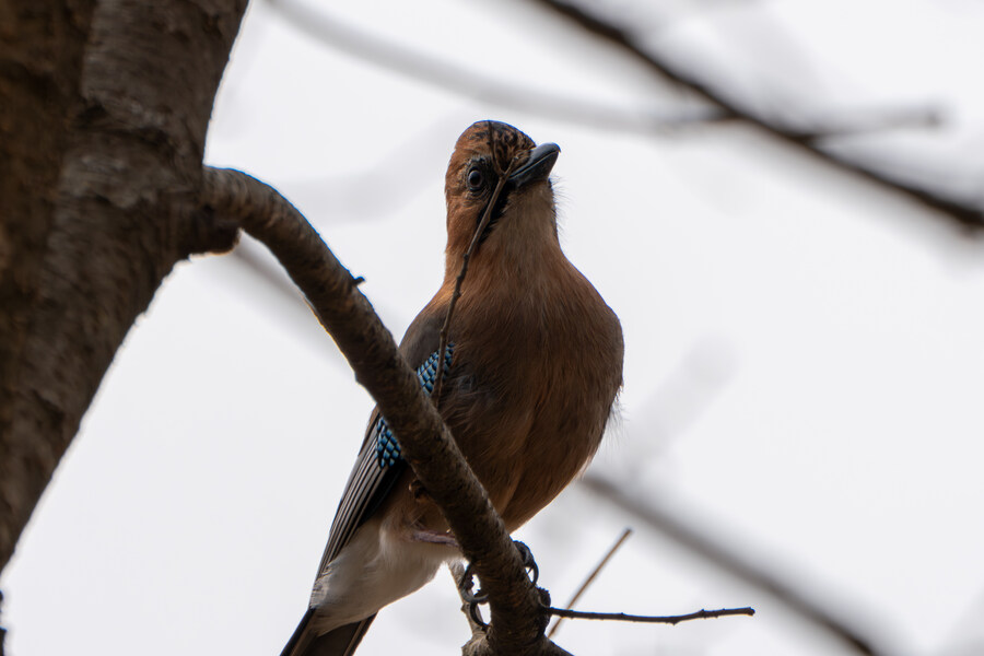 3월, 동구릉 탐조_21.jpg
