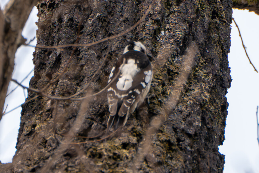 3월, 동구릉 탐조_26.jpg