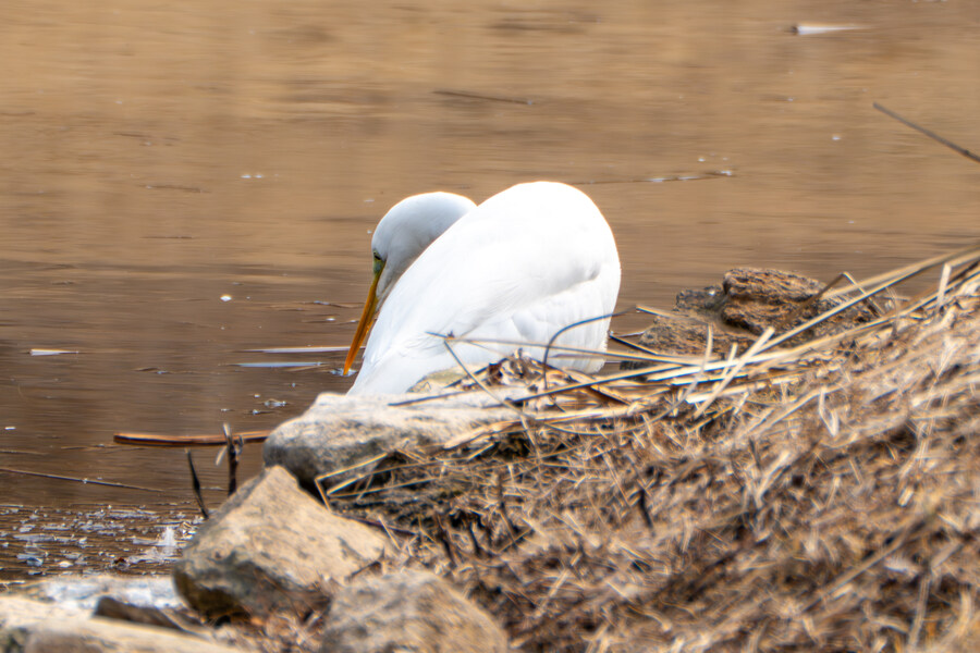 3월, 동구릉 탐조_32.jpg
