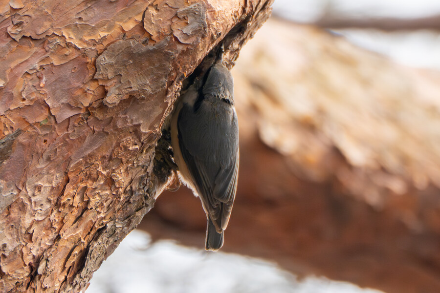 3월, 동구릉 탐조_36.jpg