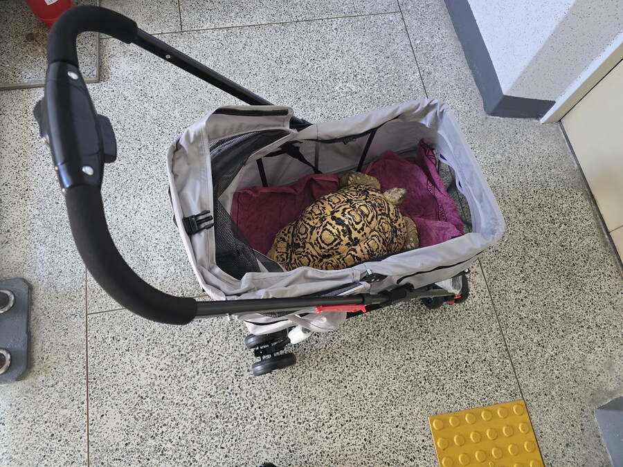 거북이에게 딱 맞는 유모차 구했어요_2.jpg