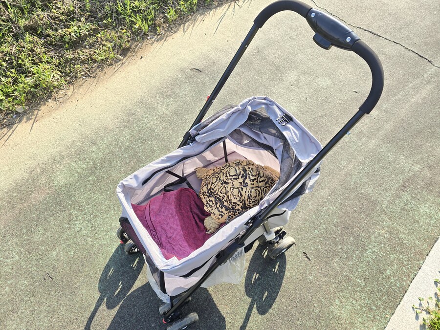 거북이에게 딱 맞는 유모차 구했어요_3.jpg