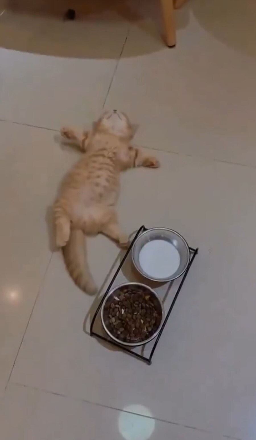 과식한 아기냥이.jpg_1.jpg