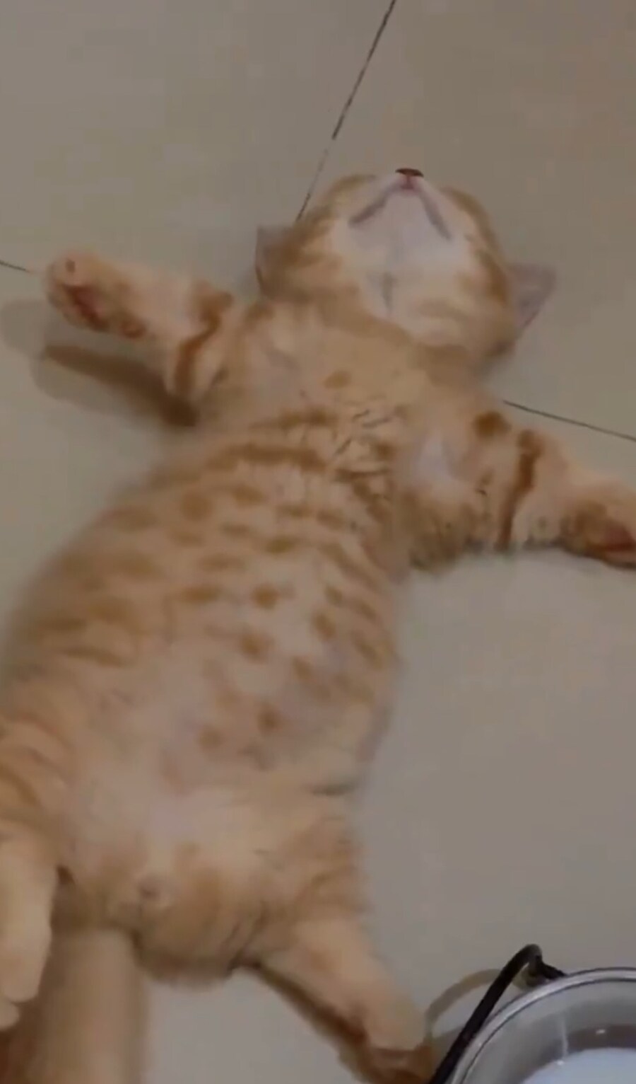 과식한 아기냥이.jpg_2.jpg