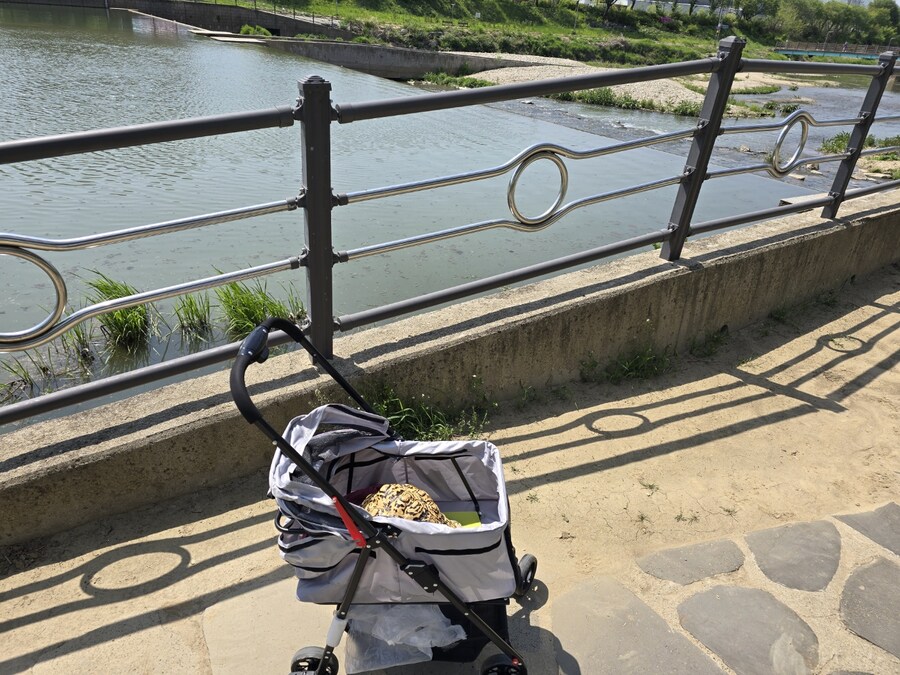 거북이 전용 유모차_2.jpg