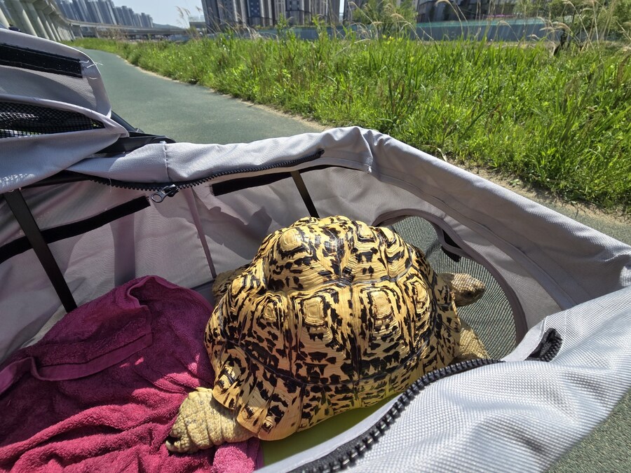 거북이 전용 유모차_6.jpg