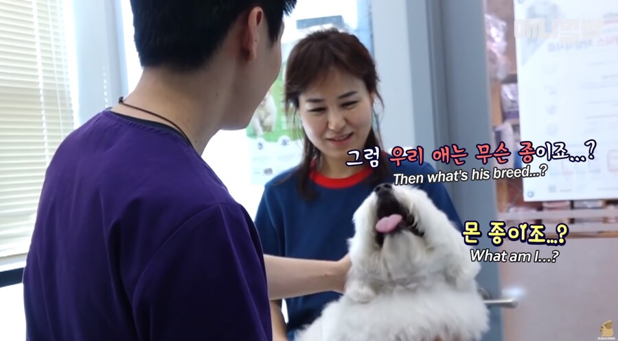 엄청난 화제였던 몰티즈.gif_11.png