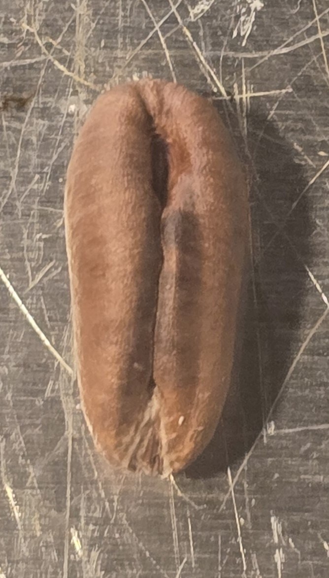 대추야자 씨앗이 커피같은 느낌이라길래 직접 해봤습니다._9.jpg