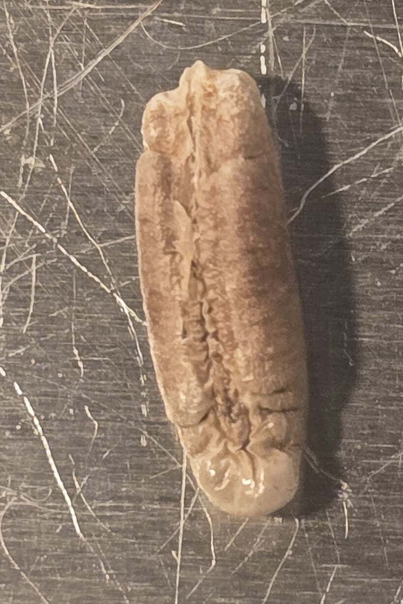 대추야자 씨앗이 커피같은 느낌이라길래 직접 해봤습니다._10.jpg