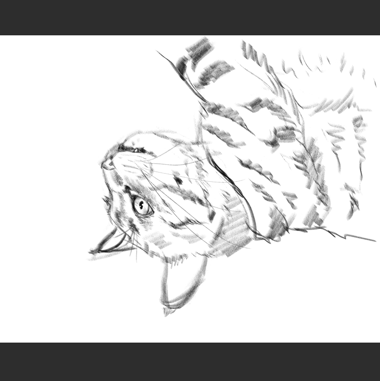 우리집 고등어고양이 보고가셈_6.png