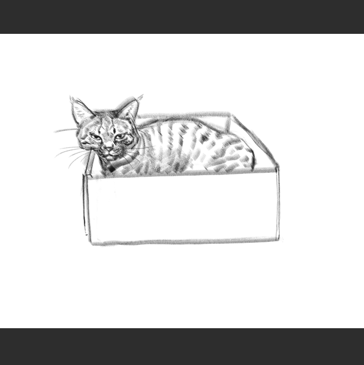 우리집 고등어고양이 보고가셈_8.png