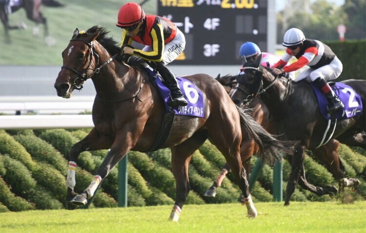 말딸,경마)그저께 일어난 21세기 일본 경마 최악의 참사에 대해 알아보자_1.png