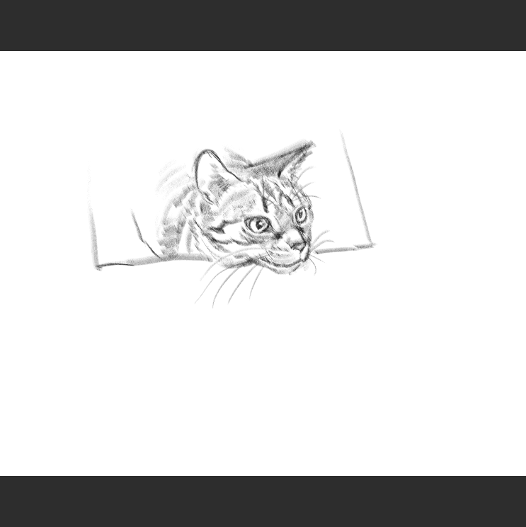 우리집 고등어고양이 보고가셈_2.png