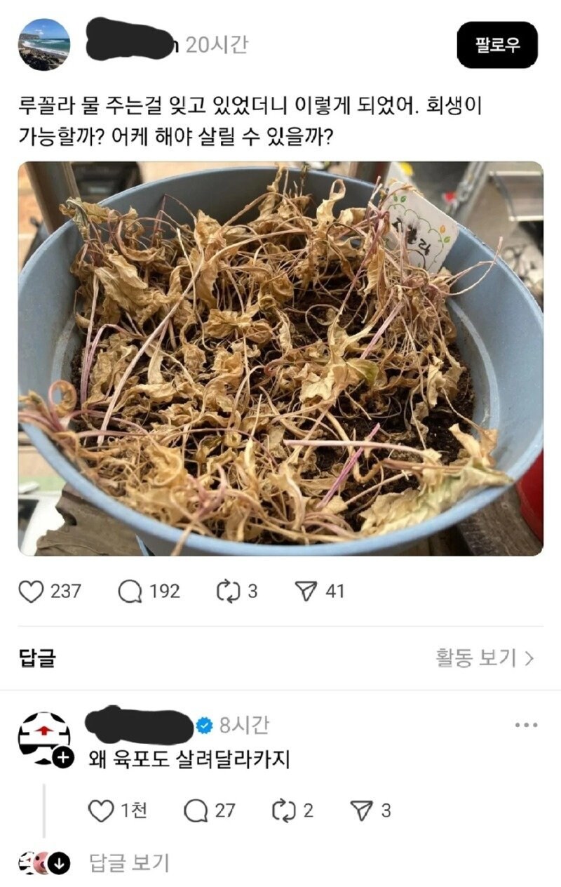 루꼴라 살리는 방법 아는 사람?_1.jpg