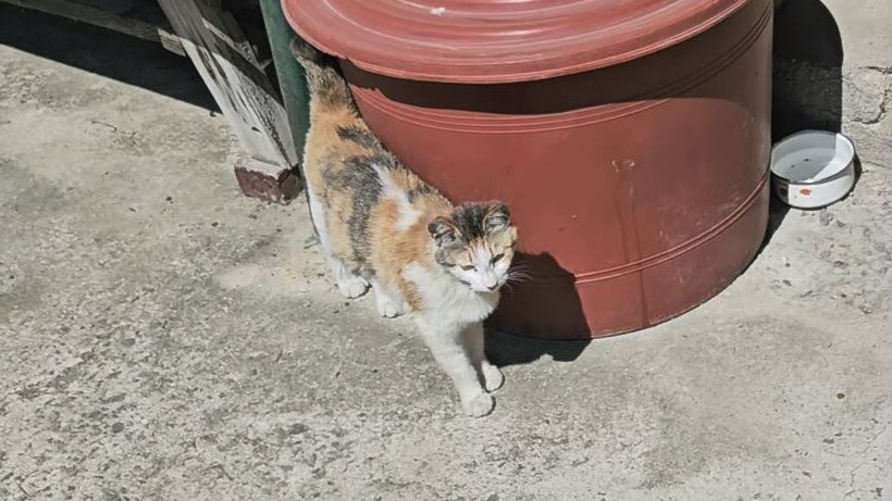 외갓집 마당냥이_5.jpg