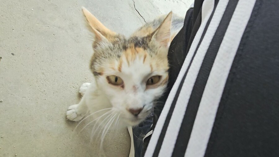 외갓집 마당냥이_6.jpg