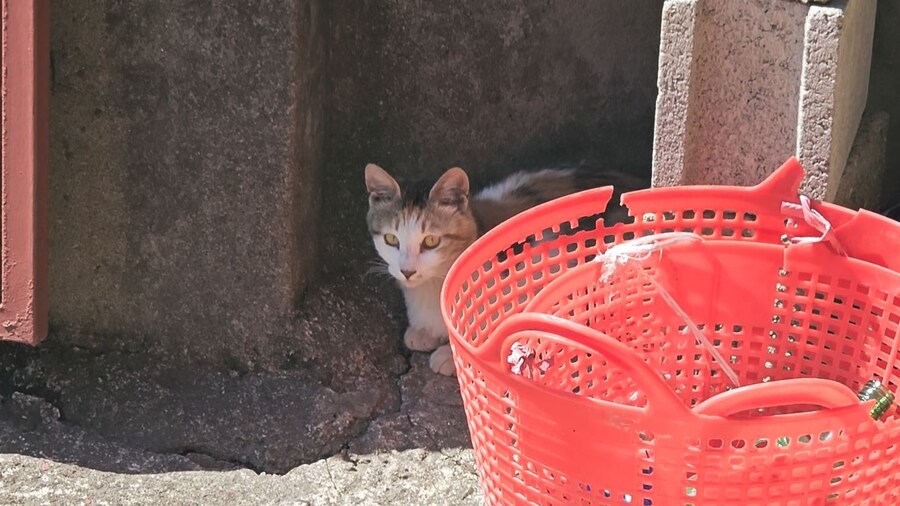 외갓집 마당냥이_7.jpg