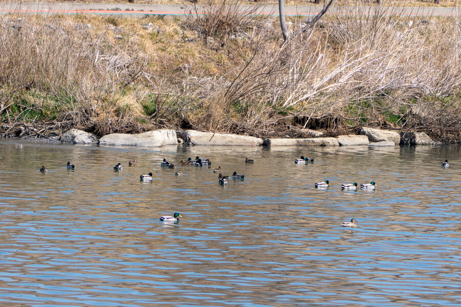 뒤늦게 올리는 강릉 탐조_2.jpg