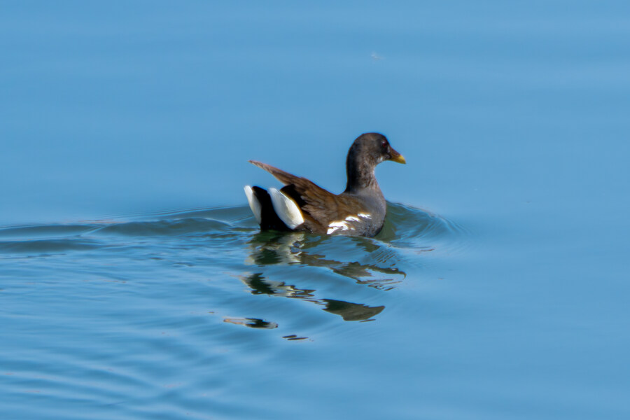 뒤늦게 올리는 강릉 탐조_5.jpg