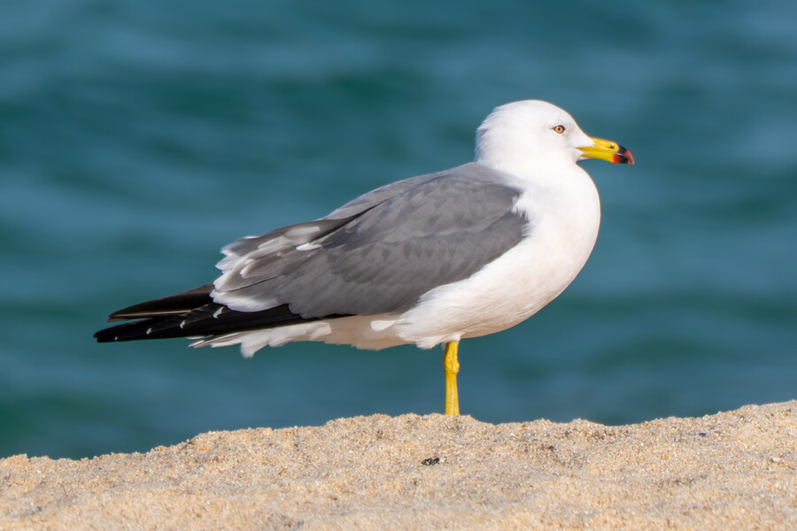 뒤늦게 올리는 강릉 탐조_17.jpg