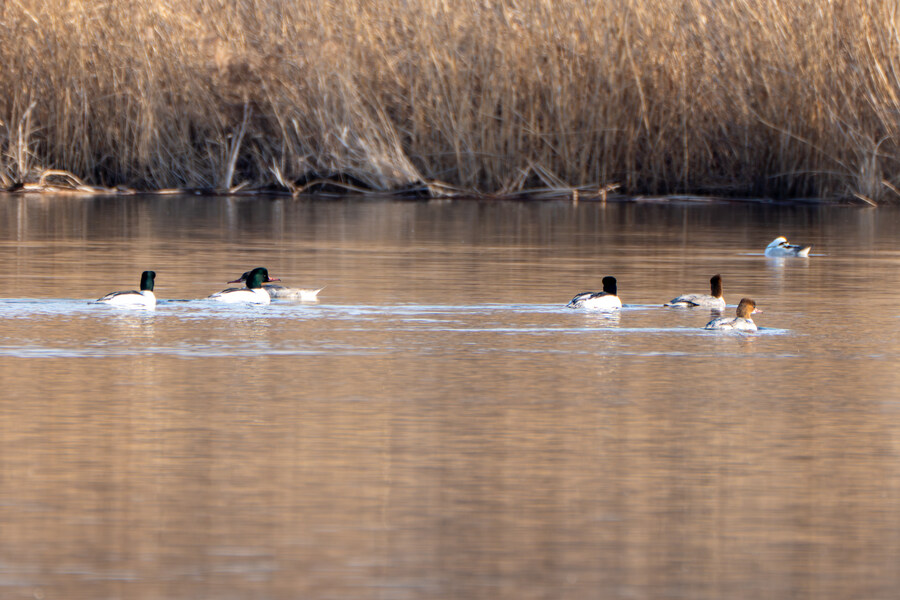 뒤늦게 올리는 강릉 탐조_27.jpg
