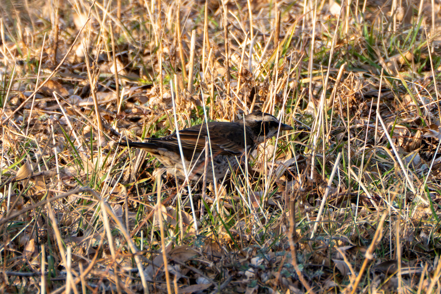 뒤늦게 올리는 강릉 탐조_33.jpg