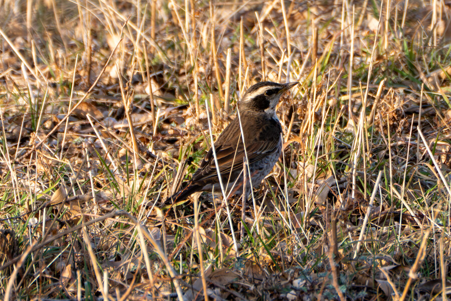 뒤늦게 올리는 강릉 탐조_34.jpg