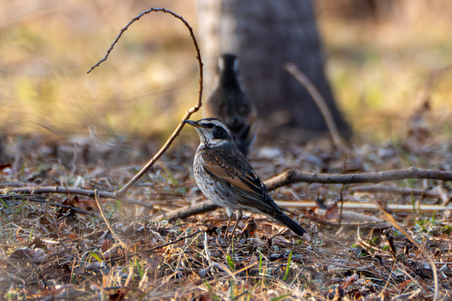 뒤늦게 올리는 강릉 탐조_35.jpg