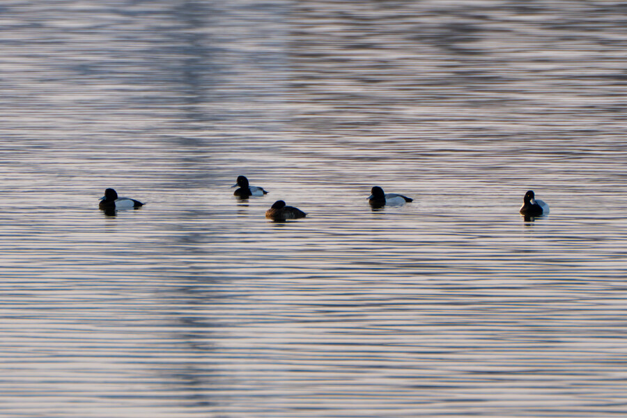 뒤늦게 올리는 강릉 탐조_36.jpg