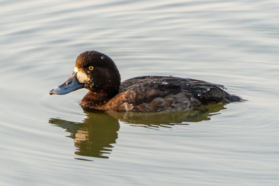 뒤늦게 올리는 강릉 탐조_37.jpg