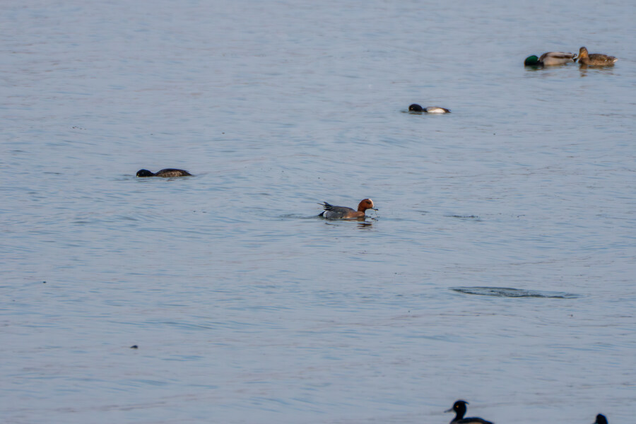 뒤늦게 올리는 강릉 탐조_43.jpg