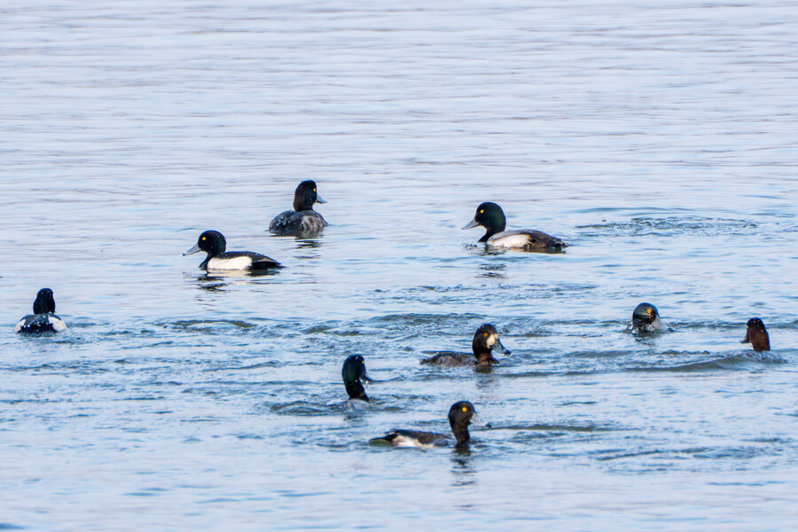 뒤늦게 올리는 강릉 탐조_44.jpg