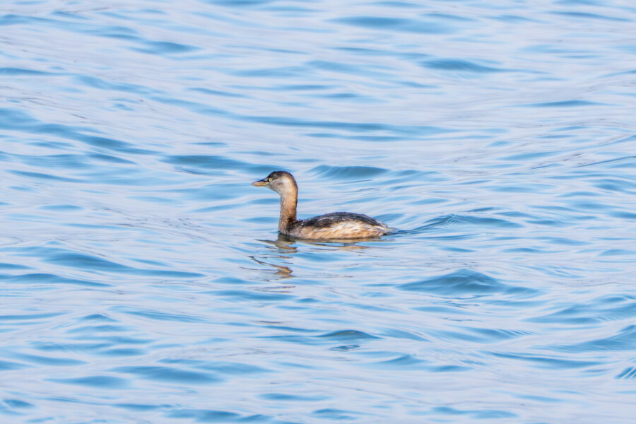 뒤늦게 올리는 강릉 탐조_46.jpg